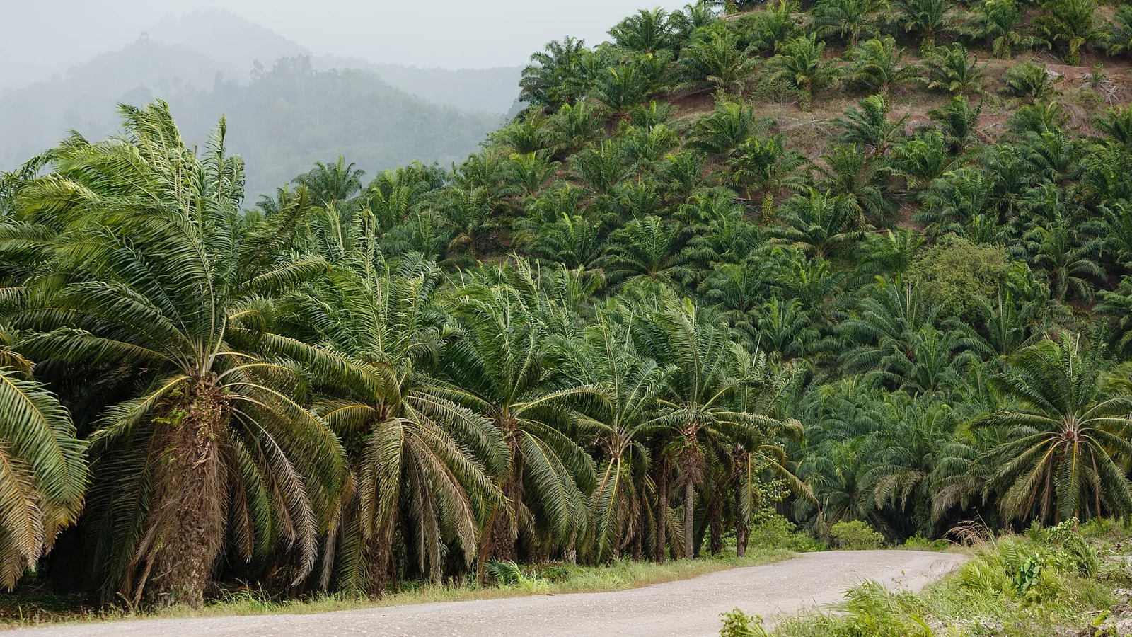 An oil-palm plantation in Kunak district, Sabah, Malaysia.