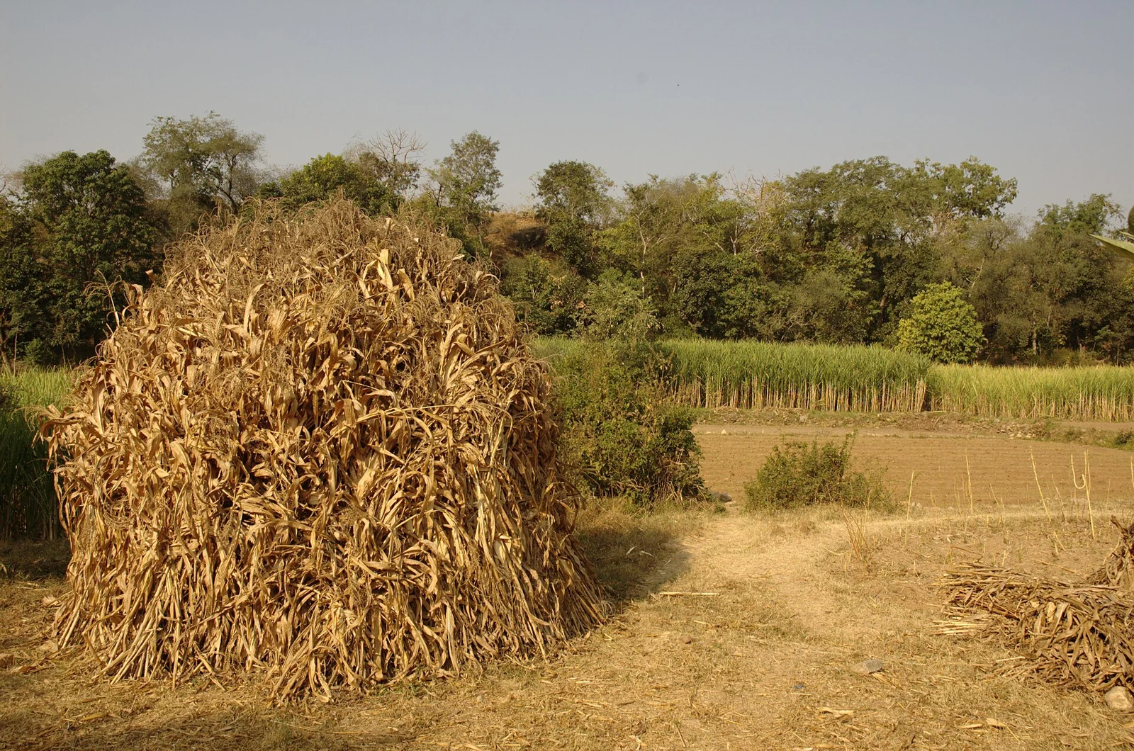 Sugarcane farming in Rajasthan, with harvested stalks in the foreground.
